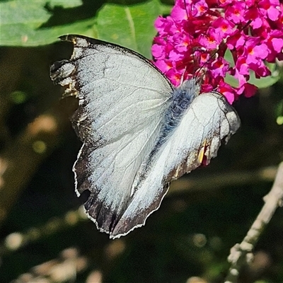 Delias harpalyce (Imperial Jezebel) at Braidwood, NSW - 16 Feb 2025 by MatthewFrawley