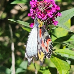 Delias harpalyce at Braidwood, NSW - 16 Feb 2025 10:48 AM