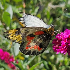 Delias harpalyce at Braidwood, NSW - 16 Feb 2025 10:48 AM