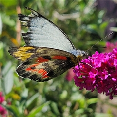 Delias harpalyce at Braidwood, NSW - 16 Feb 2025 10:48 AM