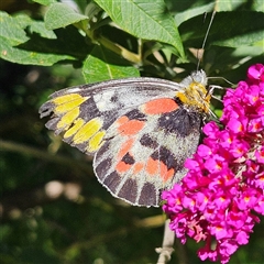 Delias harpalyce at Braidwood, NSW - 16 Feb 2025 10:48 AM