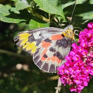 Delias harpalyce at Braidwood, NSW - 16 Feb 2025 10:48 AM