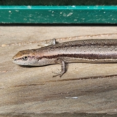 Lampropholis guichenoti (Common Garden Skink) at Braidwood, NSW - Today by MatthewFrawley