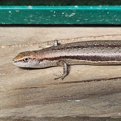 Lampropholis guichenoti (Common Garden Skink) at Braidwood, NSW - Today by MatthewFrawley