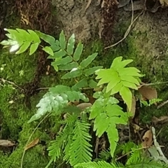 Unidentified Fern or Clubmoss by MazzV