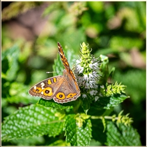 Junonia villida at Holt, ACT - suppressed