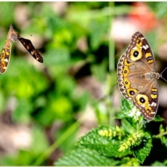 Junonia villida at Holt, ACT - suppressed