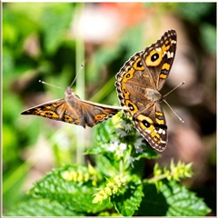 Junonia villida at Holt, ACT - suppressed