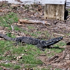 Varanus varius (Lace Monitor) at Wombeyan Caves, NSW - Today by trevorpreston