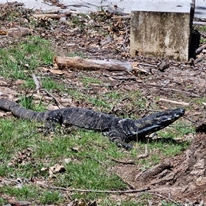 Varanus varius (Lace Monitor) at Wombeyan Caves, NSW - 16 Feb 2025 by trevorpreston