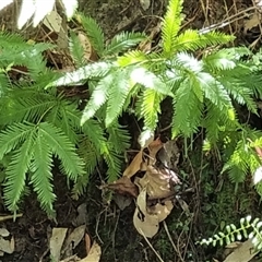 Unidentified Fern or Clubmoss by MazzV