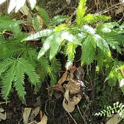 Unidentified Fern or Clubmoss by MazzV