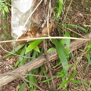 Platycerium bifurcatum at Copmanhurst, NSW - suppressed