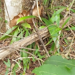 Platycerium bifurcatum at Copmanhurst, NSW - suppressed