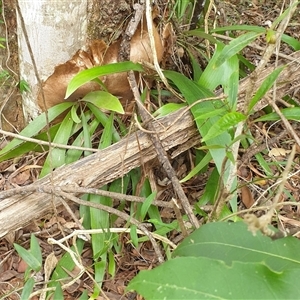 Platycerium bifurcatum at Copmanhurst, NSW - suppressed