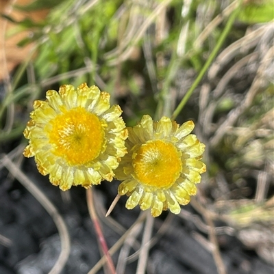 Coronidium monticola (Mountain Button Everlasting) at Rendezvous Creek, ACT - 15 Feb 2025 by JaneR