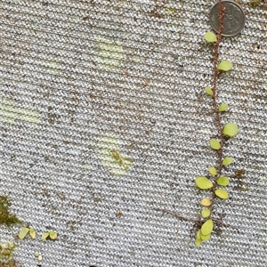 Pyrrosia rupestris at Copmanhurst, NSW - suppressed