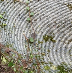 Pyrrosia rupestris at Copmanhurst, NSW - suppressed