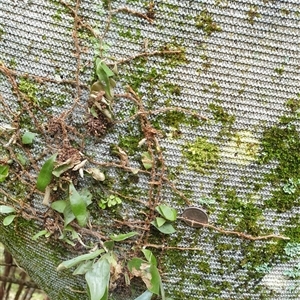 Pyrrosia rupestris at Copmanhurst, NSW - suppressed