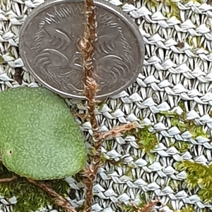 Pyrrosia rupestris at Copmanhurst, NSW - suppressed