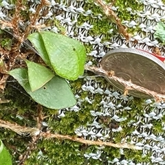 Pyrrosia rupestris at Copmanhurst, NSW - suppressed