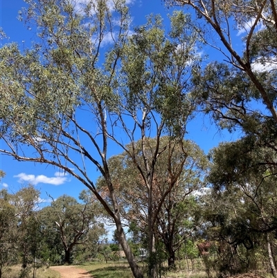 Eucalyptus bridgesiana at Hackett, ACT - 16 Feb 2025 by waltraud