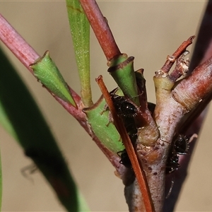 Sextius virescens (Acacia horned treehopper) at Albury, NSW - 16 Feb 2025 by KylieWaldon