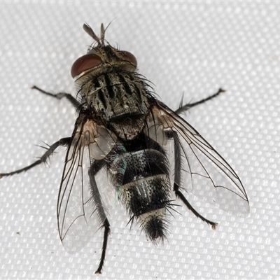 Exorista sp. (genus) at Melba, ACT - 6 Feb 2025 by kasiaaus