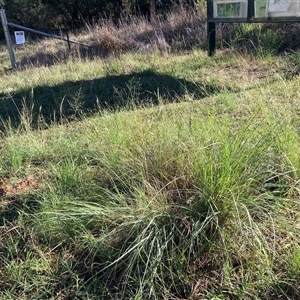 Eragrostis curvula at Hackett, ACT - 16 Feb 2025 08:57 AM