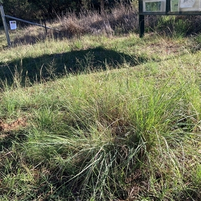 Eragrostis curvula (African Lovegrass) at Hackett, ACT - 16 Feb 2025 by waltraud