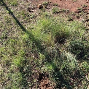 Eragrostis curvula at Hackett, ACT - 16 Feb 2025 08:57 AM