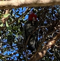 Callocephalon fimbriatum (Gang-gang Cockatoo) at Macnamara, ACT - 16 Feb 2025 by JillianM