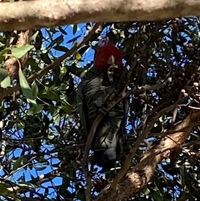 Callocephalon fimbriatum (Gang-gang Cockatoo) at Macnamara, ACT - 16 Feb 2025 by JillianM