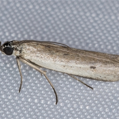 Unidentified Pyralid or Snout Moth (Pyralidae & Crambidae) at Melba, ACT - 6 Feb 2025 by kasiaaus