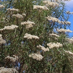 Cassinia longifolia (Shiny Cassinia, Cauliflower Bush) at Glenroy, NSW - 16 Feb 2025 by KylieWaldon