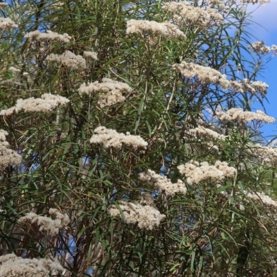 Cassinia longifolia (Shiny Cassinia, Cauliflower Bush) at Glenroy, NSW - 16 Feb 2025 by KylieWaldon