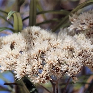 Cassinia longifolia at Glenroy, NSW - 16 Feb 2025 09:53 AM