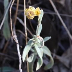 Chrysocephalum apiculatum (Common Everlasting) at Glenroy, NSW - 16 Feb 2025 by KylieWaldon