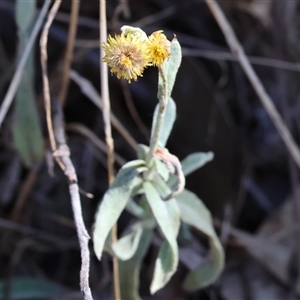 Chrysocephalum apiculatum at Glenroy, NSW - 16 Feb 2025 09:54 AM