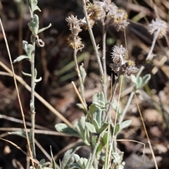 Chrysocephalum apiculatum at Glenroy, NSW - 16 Feb 2025 09:54 AM