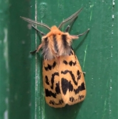 Ardices curvata (Crimson Tiger Moth) at Tumorrama, NSW - 15 Feb 2025 by RomanSoroka