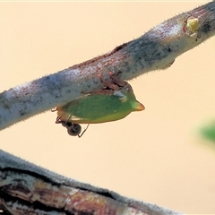 Sextius virescens (Acacia horned treehopper) at Glenroy, NSW - 16 Feb 2025 by KylieWaldon