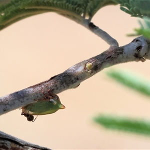 Sextius virescens at Glenroy, NSW - 16 Feb 2025 09:55 AM