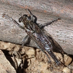 Asilinae sp. (subfamily) at Glenroy, NSW - 16 Feb 2025 by KylieWaldon