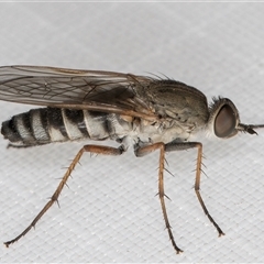 Anabarhynchus sp. (genus) (Stiletto Fly (Sub-family Therevinae)) at Melba, ACT - 6 Feb 2025 by kasiaaus