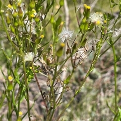 Senecio interpositus (A Fireweed) at Rendezvous Creek, ACT - Yesterday by JaneR