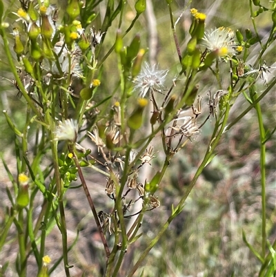 Senecio interpositus (A Fireweed) at Rendezvous Creek, ACT - Yesterday by JaneR