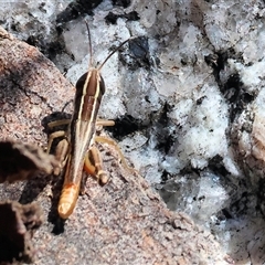 Macrotona securiformis (Inland Macrotona) at Glenroy, NSW - 16 Feb 2025 by KylieWaldon