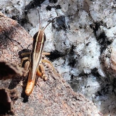 Macrotona securiformis (Inland Macrotona) at Glenroy, NSW - 16 Feb 2025 by KylieWaldon