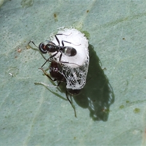 Iridomyrmex sp. (genus) at Glenroy, NSW - 16 Feb 2025 09:59 AM